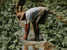 Actara: Proteção Eficiente Contra Pragas na Agricultura 9 pexels setengah lima sore 1061582751 30733228