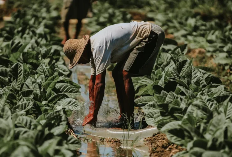 Actara: Proteção Eficiente Contra Pragas na Agricultura 30 pexels setengah lima sore 1061582751 30733228