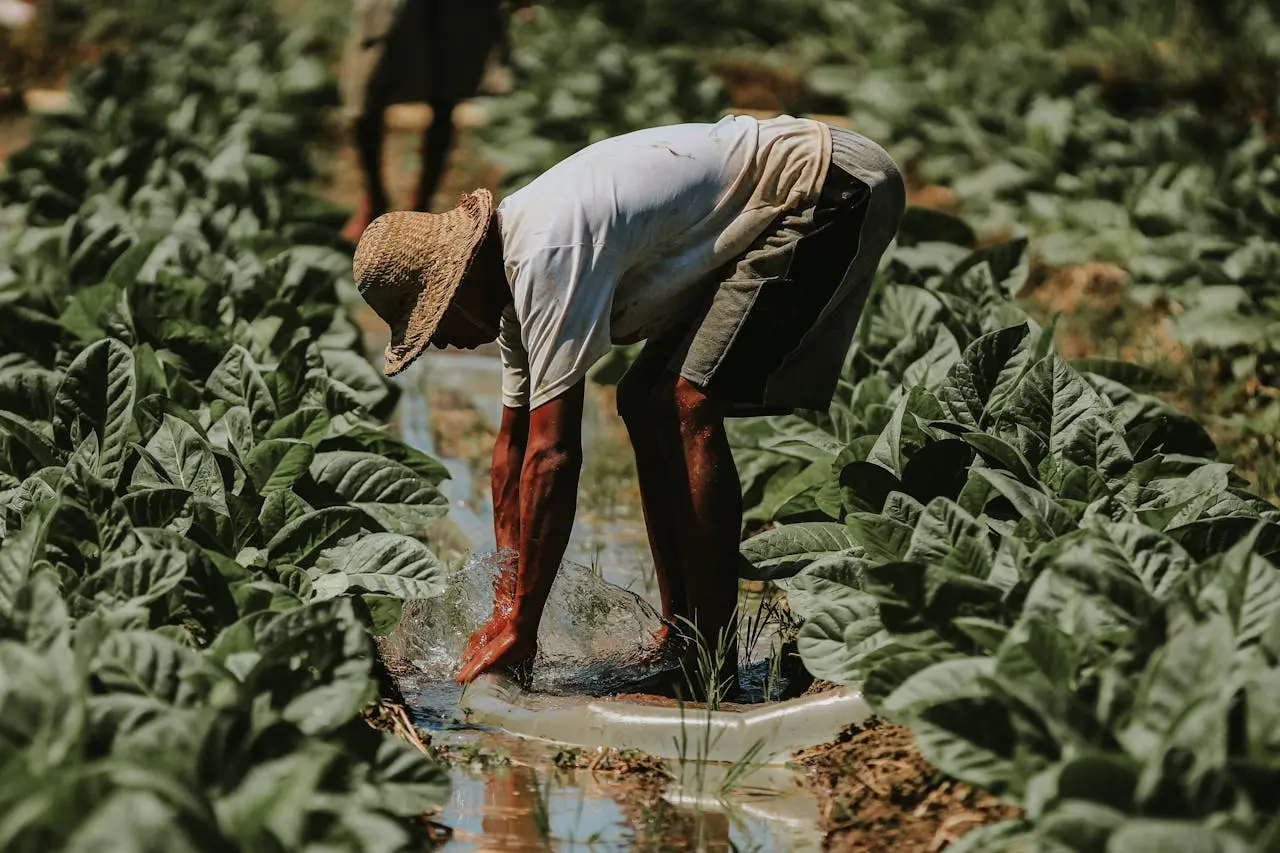 Actara: Proteção Eficiente Contra Pragas na Agricultura 25 pexels setengah lima sore 1061582751 30733228
