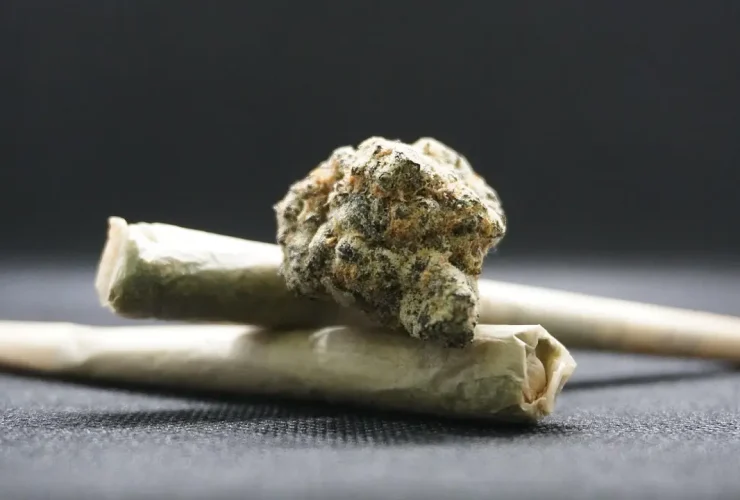 Amnésia Haze: A Viagem Psicodélica que Estimula Mente, Corpo e Espírito 33 maconha back